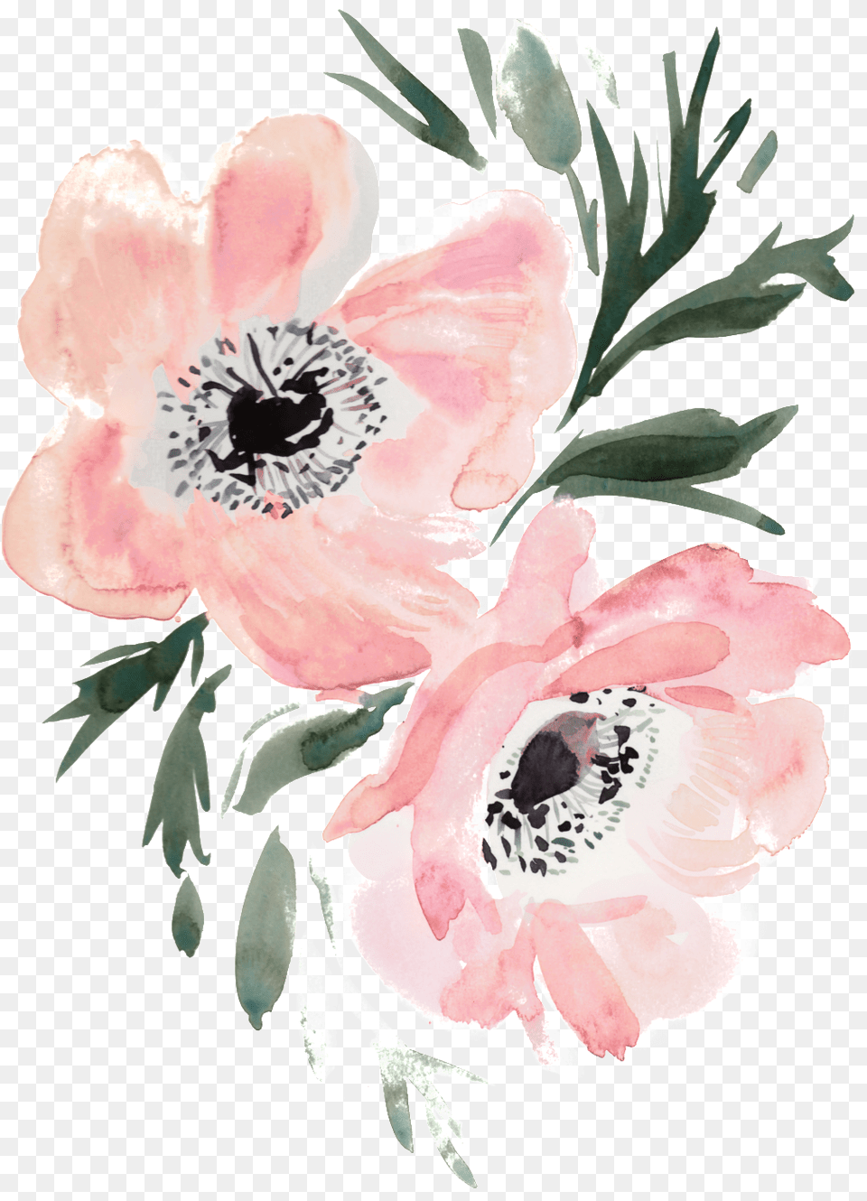 Slim Hand Painted Flowers Transparent Decorative Painted Flower Transparent Background, Anemone, Plant, Petal, Anther Png Image