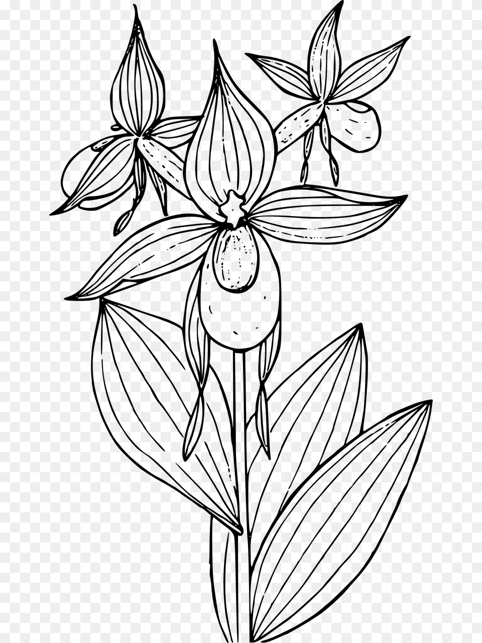 Slipper Flower Drawing, Gray Free Png Download