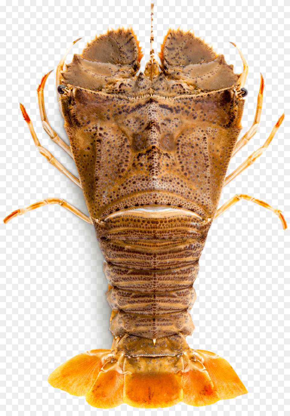 Slipper Lobster, Animal, Food, Invertebrate, Sea Life Png Image