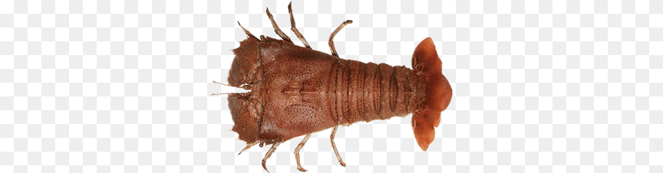 Slipper Lobster Prawns Shrimps And Lobsters, Animal, Food, Invertebrate, Sea Life Free Png Download
