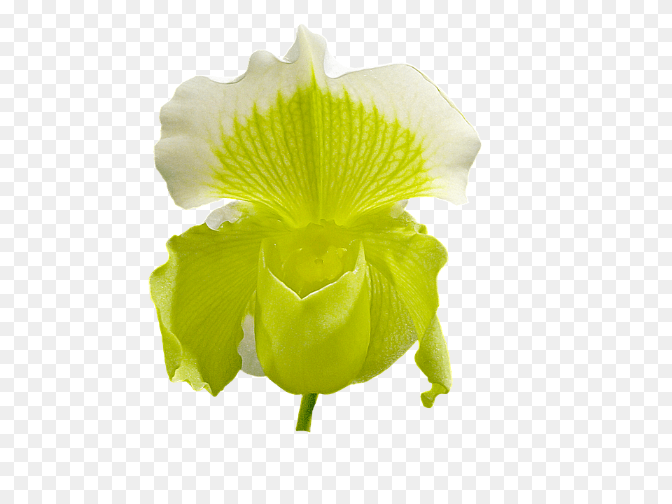 Slipper Orchid Flower, Plant, Petal, Rose Free Png