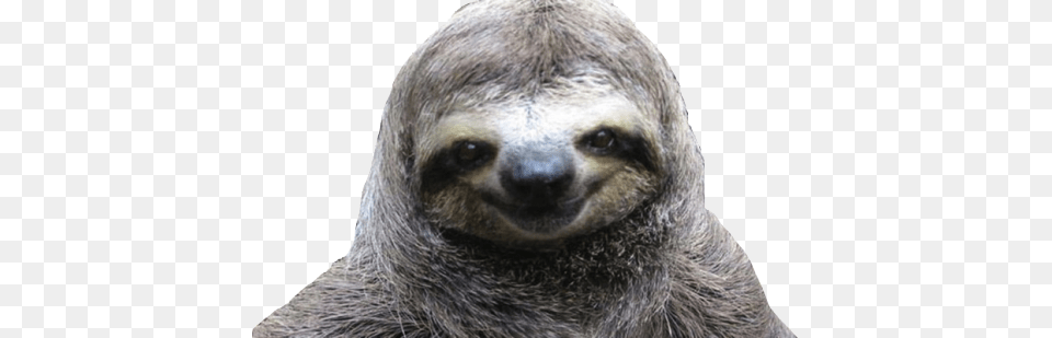 Sloth, Animal, Mammal, Three-toed Sloth, Wildlife Png