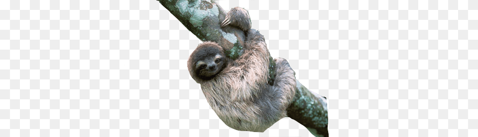 Sloth, Animal, Mammal, Monkey, Wildlife Png