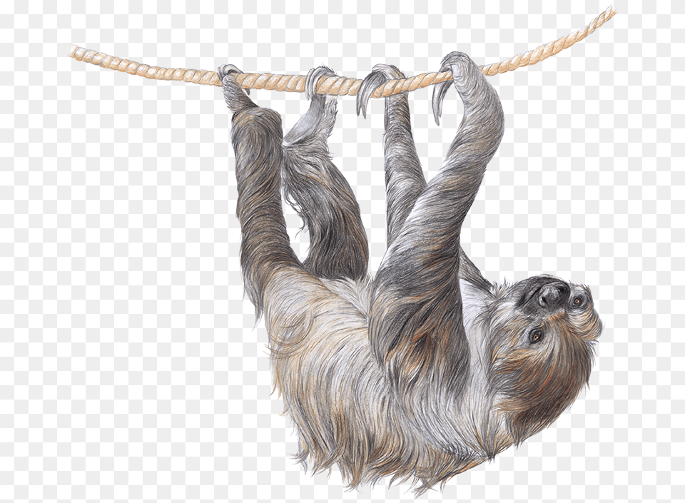 Sloth, Animal, Mammal, Wildlife, Three-toed Sloth Free Transparent Png