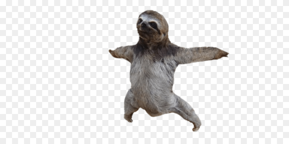 Sloth, Animal, Mammal, Three-toed Sloth, Wildlife Free Transparent Png