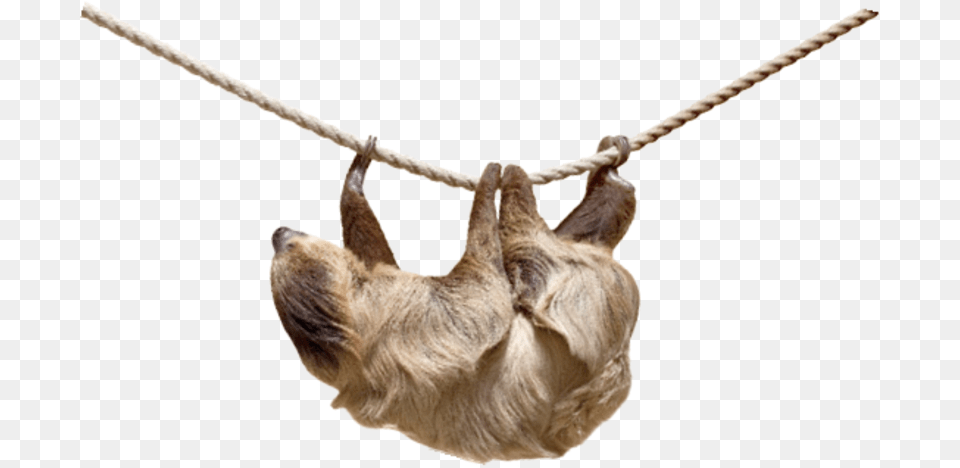 Sloth, Animal, Mammal, Wildlife, Three-toed Sloth Free Transparent Png