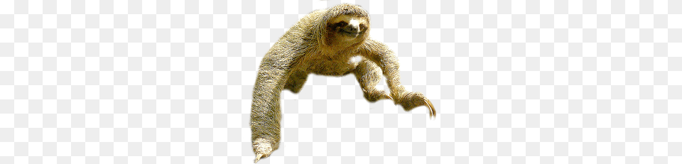 Sloth, Animal, Mammal, Three-toed Sloth, Wildlife Free Png Download