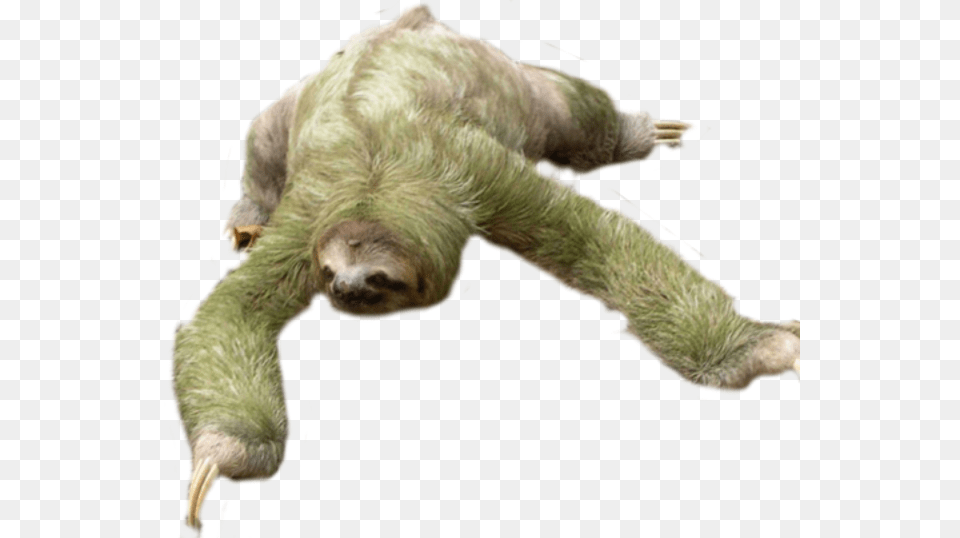Sloth, Animal, Mammal, Bear, Three-toed Sloth Free Png Download
