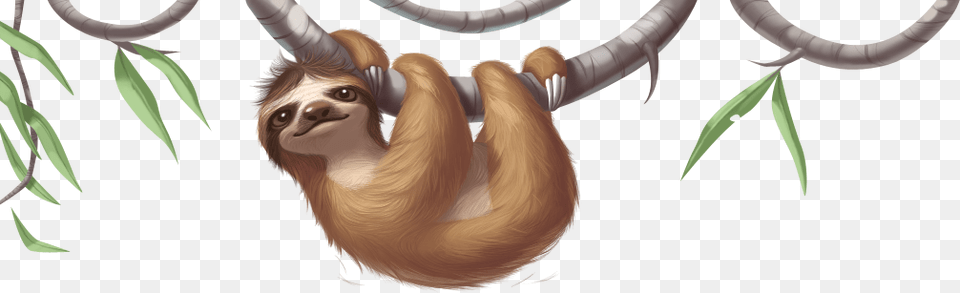 Sloth, Animal, Mammal, Wildlife, Monkey Free Png