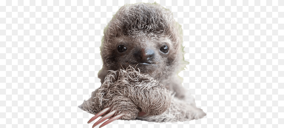 Sloth, Animal, Mammal, Wildlife, Bear Free Png Download