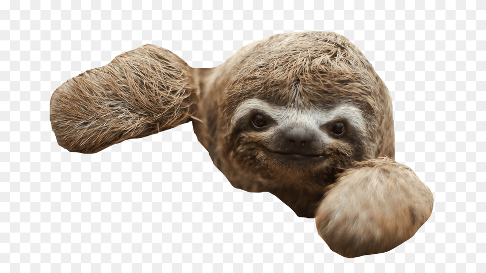 Sloth, Animal, Mammal, Monkey, Wildlife Free Png