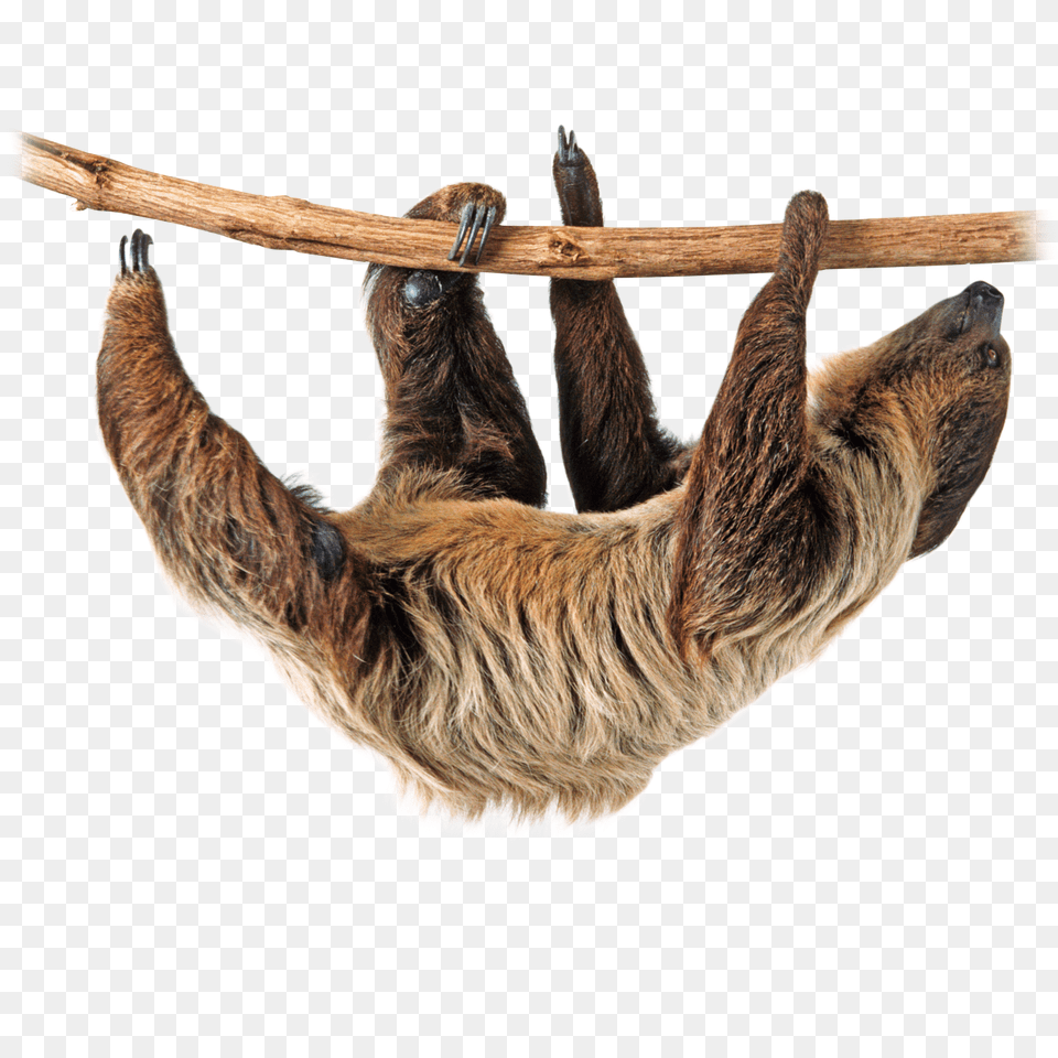 Sloth, Animal, Mammal, Wildlife, Three-toed Sloth Free Png Download