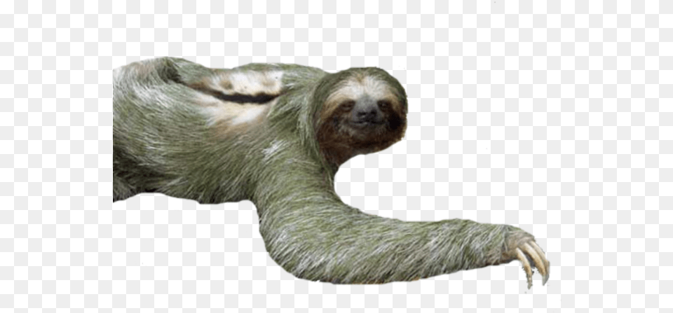 Sloth, Animal, Mammal, Wildlife, Three-toed Sloth Free Png Download