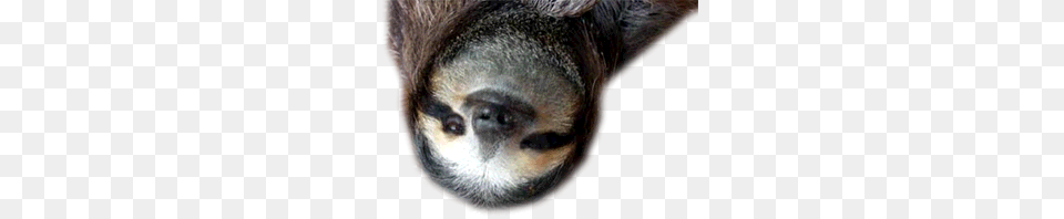 Sloth, Animal, Mammal, Wildlife, Three-toed Sloth Free Png
