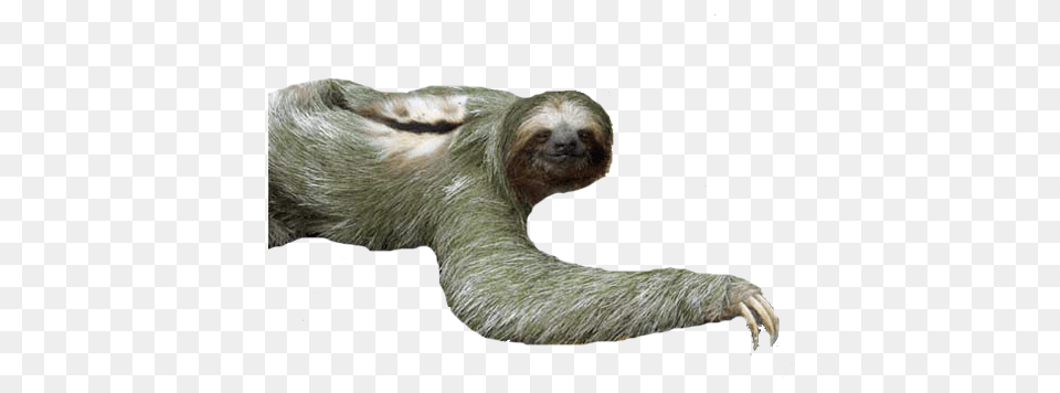 Sloth, Animal, Mammal, Wildlife, Three-toed Sloth Png