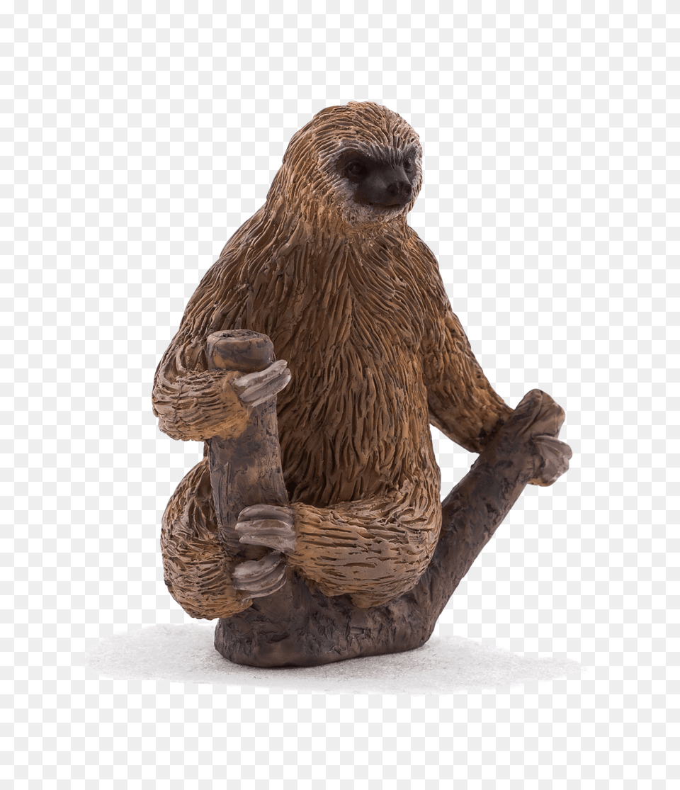 Sloth, Animal, Bear, Mammal, Wildlife Png Image