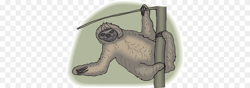 Sloth Animal, Mammal, Wildlife, Three-toed Sloth Png