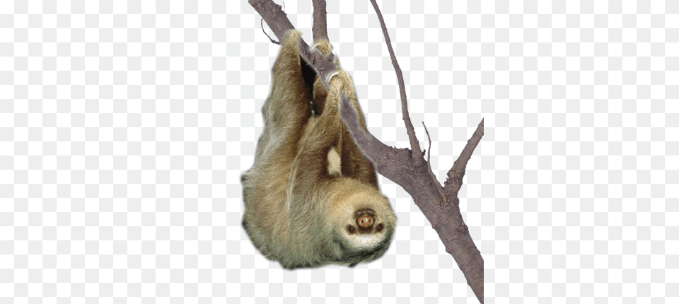 Sloth, Animal, Mammal, Wildlife, Three-toed Sloth Free Transparent Png