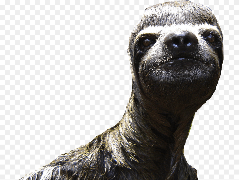 Sloth Animal Desktop Wallpaper Funny Sloth, Mammal, Monkey, Wildlife, Three-toed Sloth Png Image