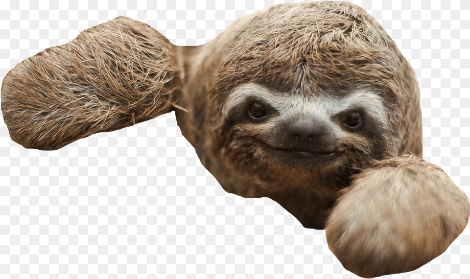 Sloth Baby Sloth, Animal, Mammal, Wildlife, Bear Free Png Download