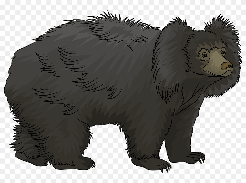 Sloth Bear Clipart, Animal, Mammal, Wildlife, Black Bear Png Image