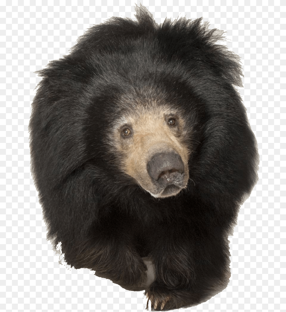 Sloth Bear Image Tired Sloth Bear, Animal, Mammal, Wildlife, Black Bear Free Transparent Png