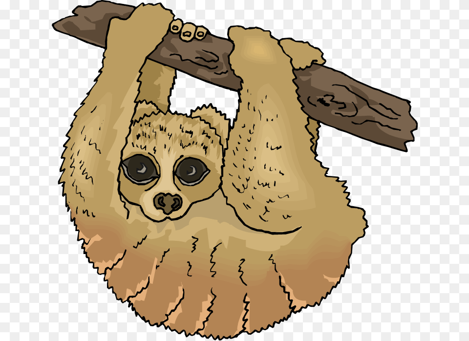 Sloth Clipart, Mammal, Animal, Wildlife, Face Free Png Download