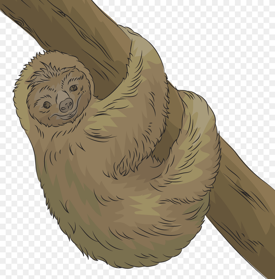 Sloth Clipart, Animal, Mammal, Wildlife, Three-toed Sloth Free Transparent Png