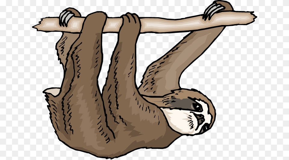 Sloth Clipart, Mammal, Animal, Wildlife, Three-toed Sloth Png
