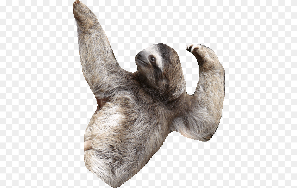 Sloth Clipart Transparent Sloth Gif No Background, Animal, Mammal, Wildlife, Three-toed Sloth Free Png