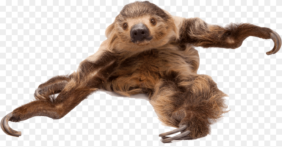 Sloth Three Toed Sloth, Animal, Canine, Dog, Mammal Free Png Download
