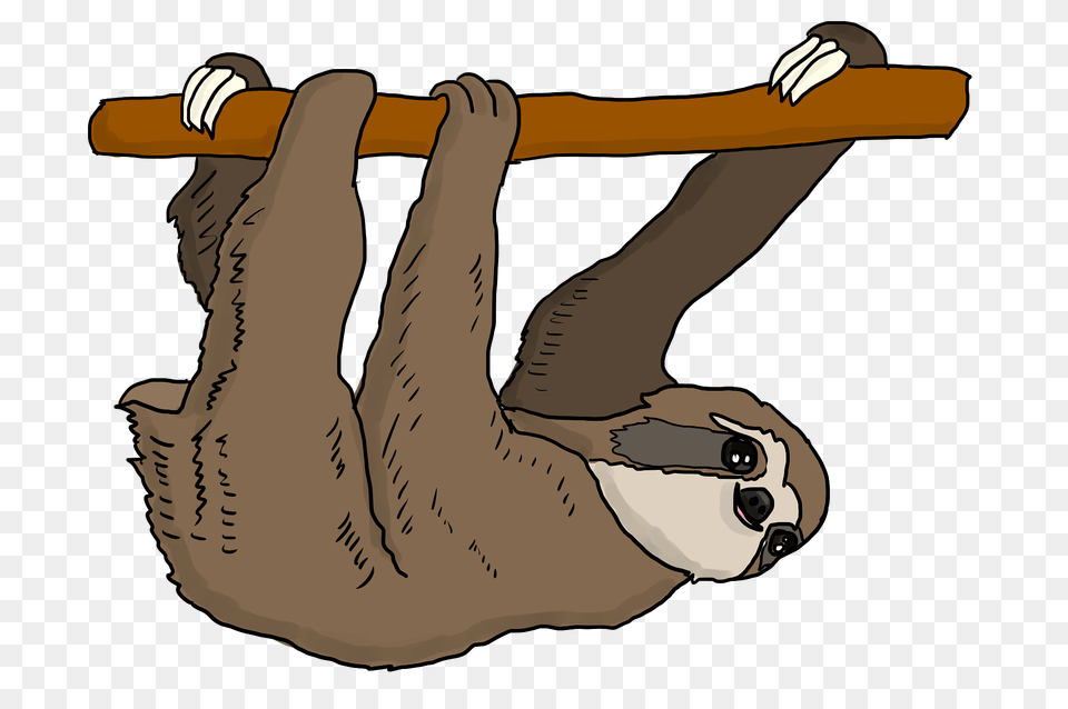 Sloth Hanging From Branch Clipart, Animal, Mammal, Wildlife, Three-toed Sloth Free Png