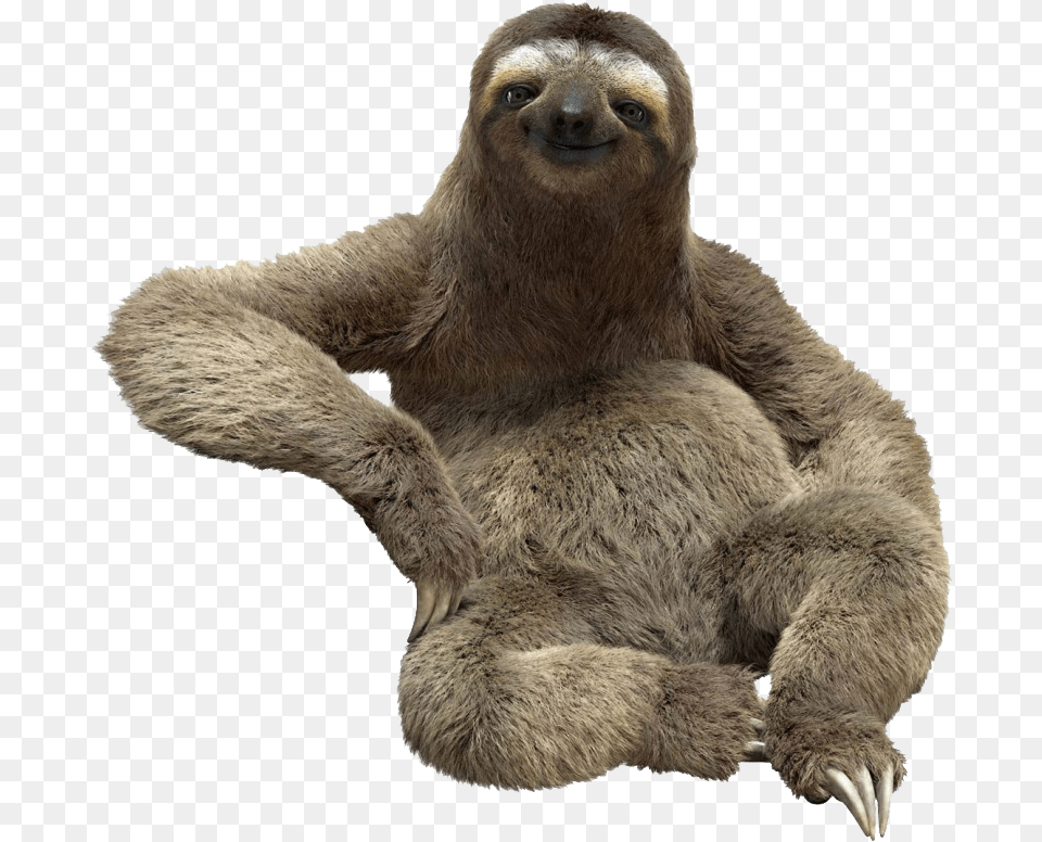 Sloth Image Sloth, Animal, Bear, Mammal, Wildlife Free Transparent Png