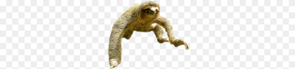 Sloth Jump, Animal, Mammal, Wildlife, Three-toed Sloth Free Transparent Png