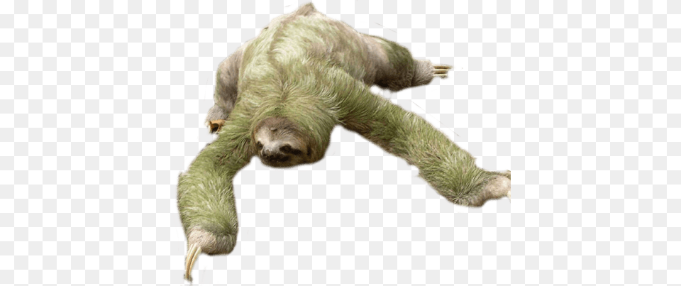Sloth Looking Down, Animal, Bear, Mammal, Wildlife Png Image
