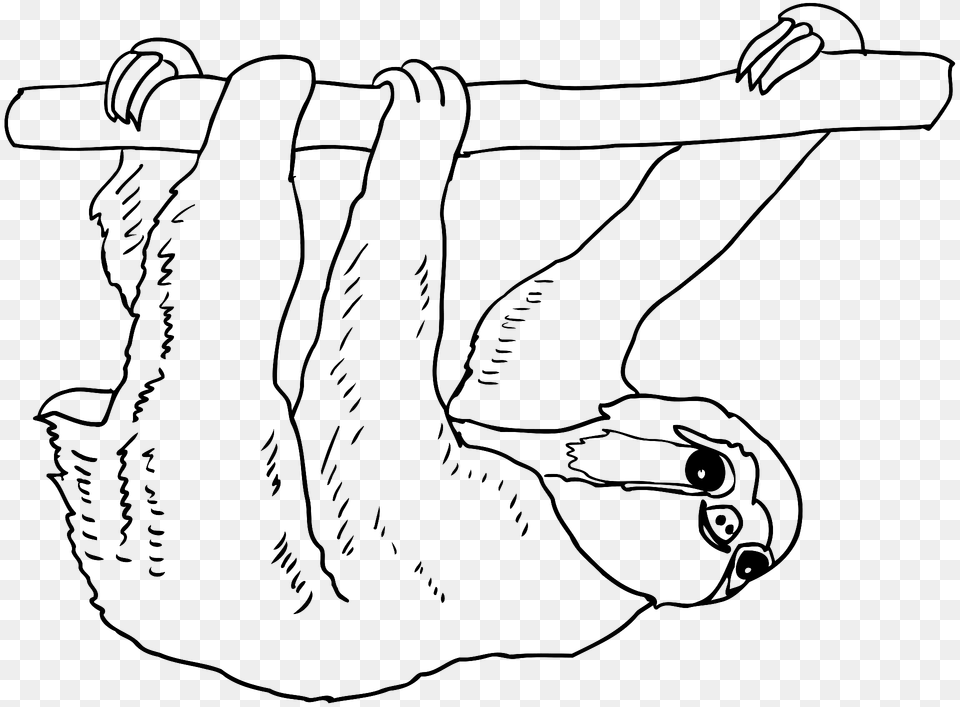 Sloth Outline Clipart, Animal, Mammal, Wildlife, Three-toed Sloth Free Transparent Png