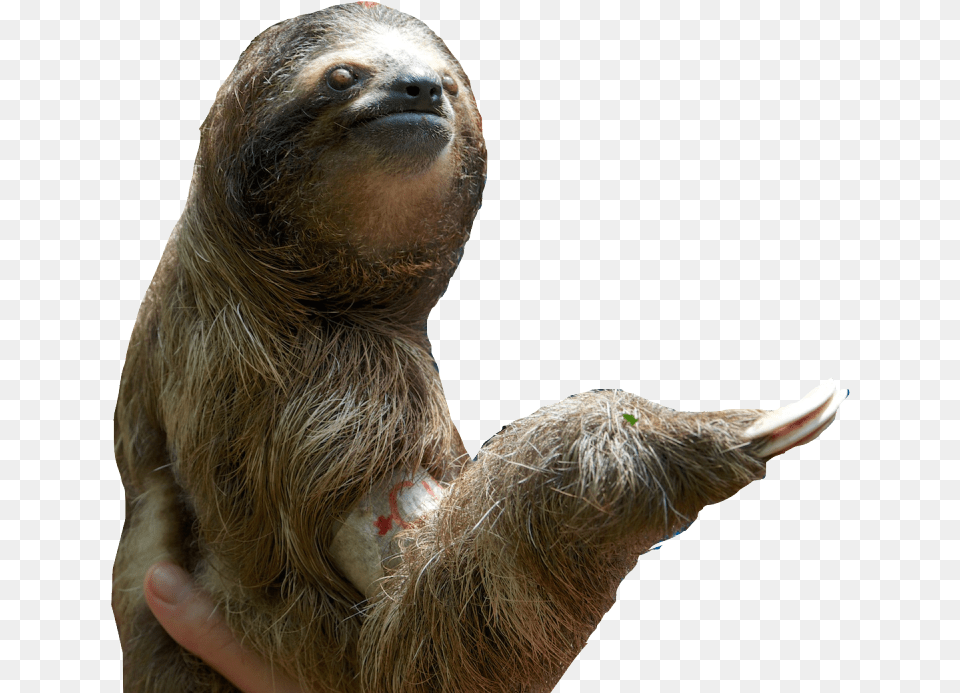 Sloth Pic Sloth, Animal, Mammal, Wildlife, Three-toed Sloth Png Image