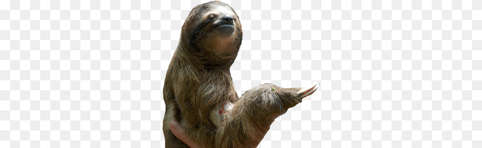 Sloth Pic Sloth, Animal, Mammal, Wildlife, Three-toed Sloth Free Png