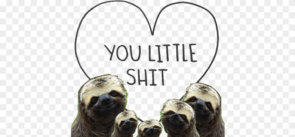 Sloth Pictures Funny Tumblr You Little Shit Sloth, Animal, Monkey, Mammal, Wildlife Png