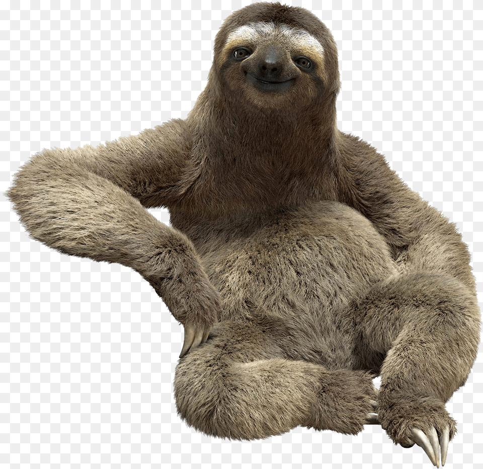 Sloth Sloth, Animal, Bear, Mammal, Wildlife Free Transparent Png