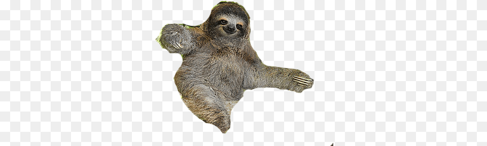 Sloth Sloth, Animal, Mammal, Wildlife, Three-toed Sloth Png