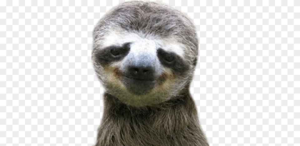 Sloth Smile, Animal, Mammal, Wildlife, Three-toed Sloth Free Transparent Png