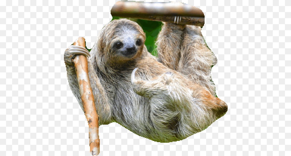 Sloth Sticker Gif Gfycat Sloth Animated Gif Transparent, Animal, Mammal, Wildlife, Bear Free Png
