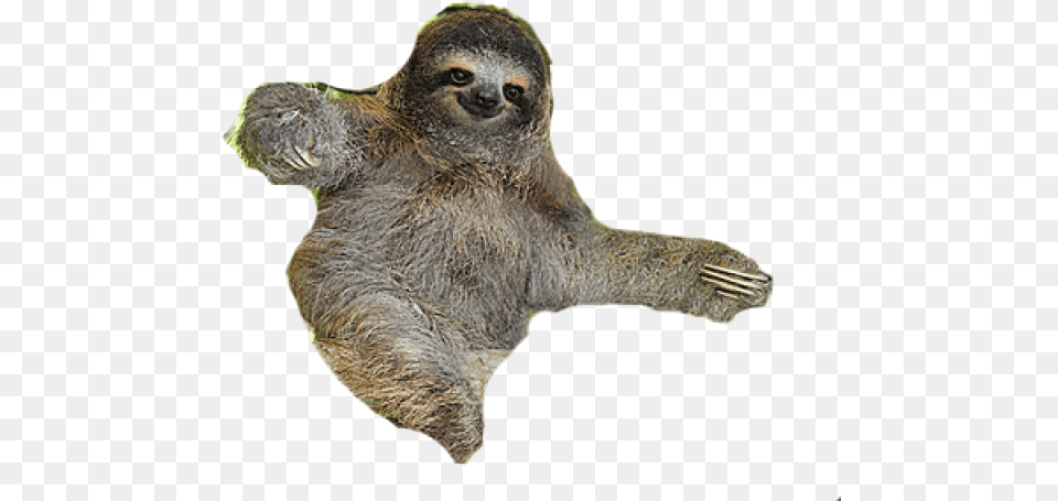 Sloth Transparent, Animal, Mammal, Wildlife, Three-toed Sloth Free Png Download