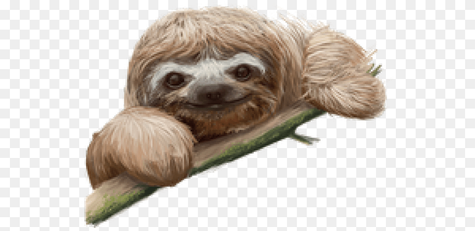 Sloth Transparent Images Sloth, Animal, Mammal, Wildlife, Three-toed Sloth Png