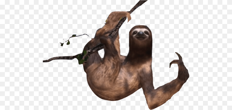 Sloth Transparent Images Sloth Transparent, Animal, Mammal, Wildlife, Three-toed Sloth Png Image