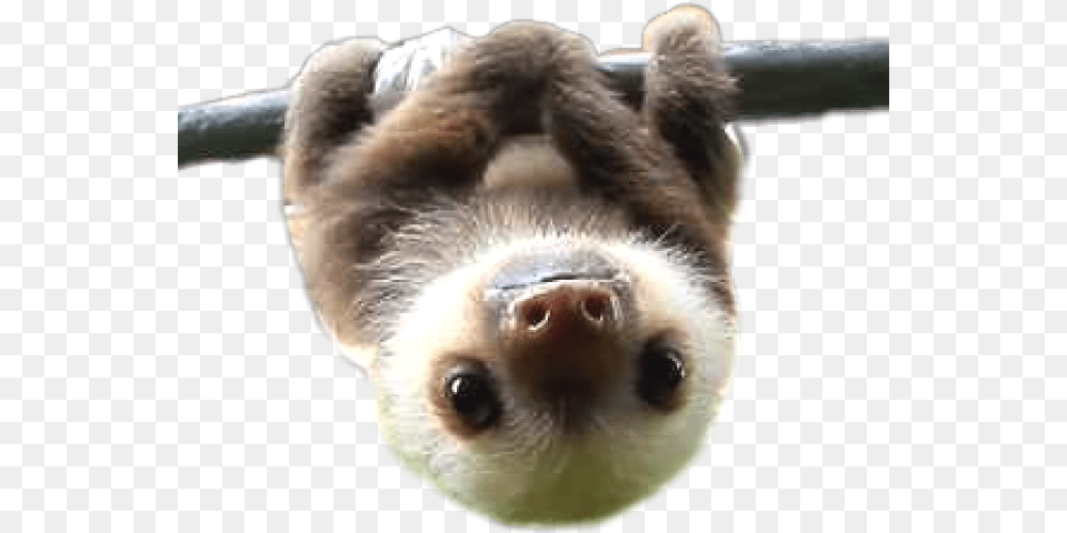 Sloth Transparent Transparent Sloth, Animal, Mammal, Wildlife, Rat Free Png