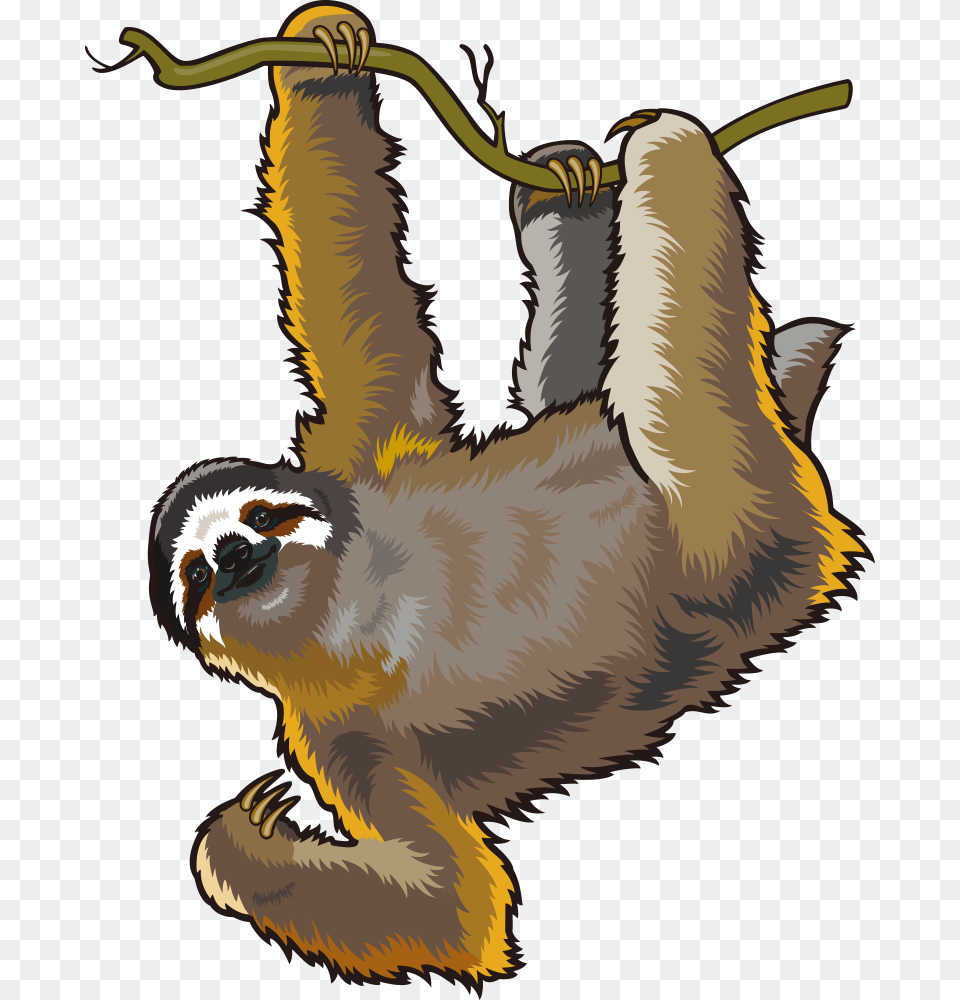Sloth With No Background, Animal, Mammal, Wildlife, Bird Free Png