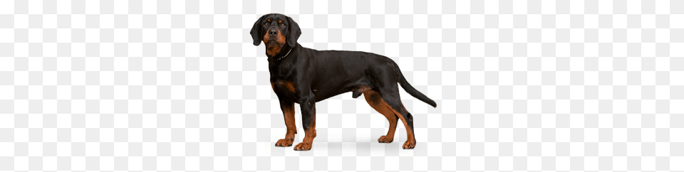 Slovakian Hound Photos Characteristics Information Dog, Animal, Canine, Mammal, Pet Png