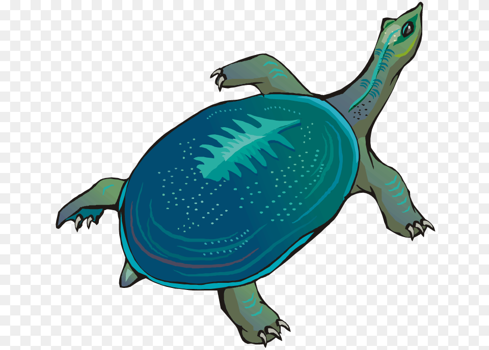 Slow Clipart Cartoon Turtle, Animal, Reptile, Sea Life, Tortoise Free Png